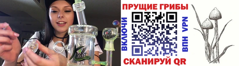 Галлюциногенные грибы Psilocybe  Данков 